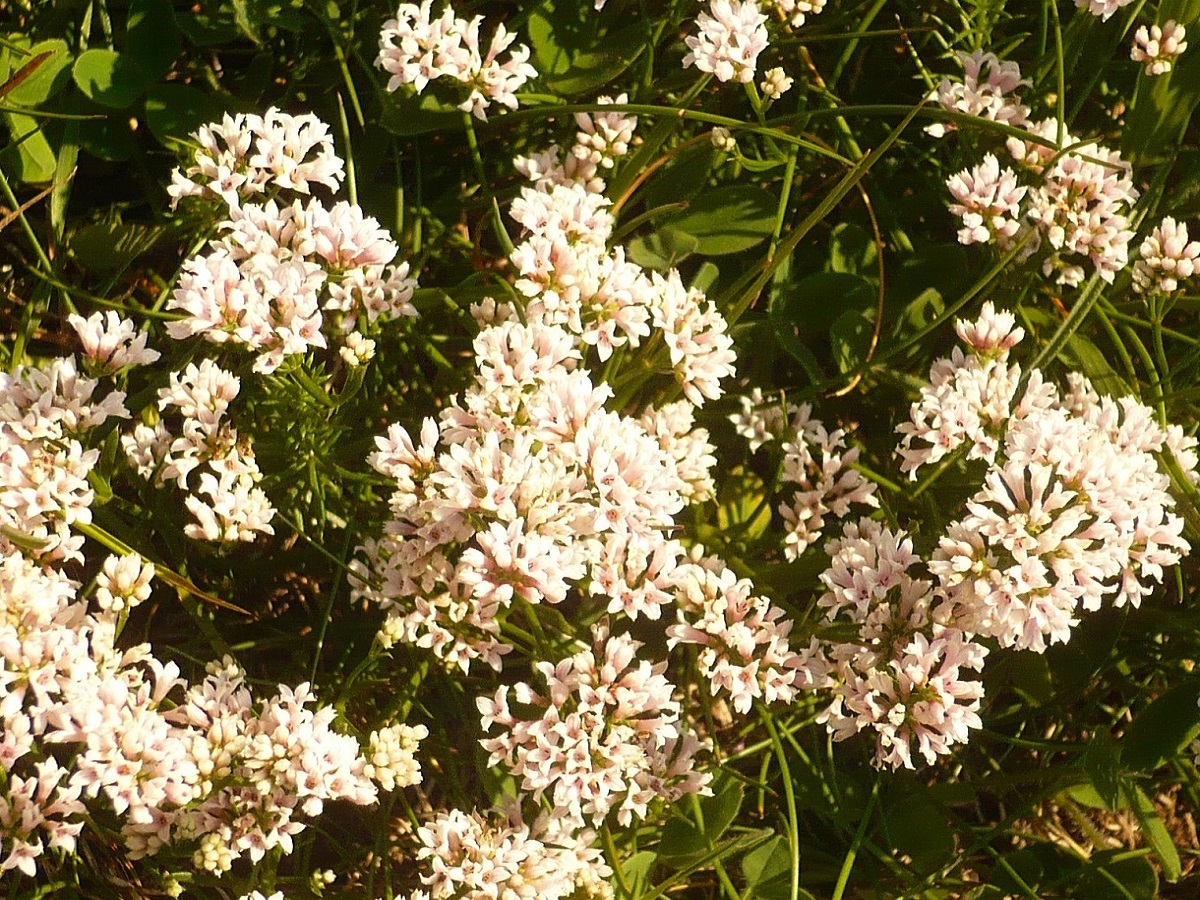 Asperula pyrenaica (Rubiaceae)